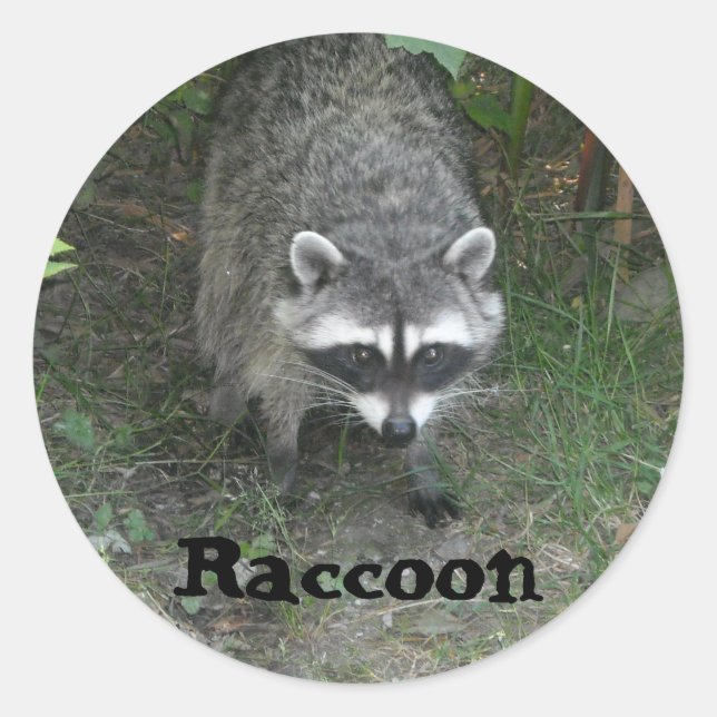 Racoon Classic Round Sticker (Front)