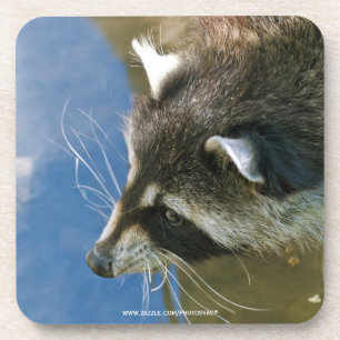 Racoon Coaster