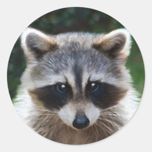 Racoon Coon Wild Animals Wildlife Stickers