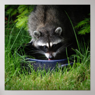Racoon Drinking Print