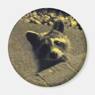 Racoon ~ Face of an Angel Magnet