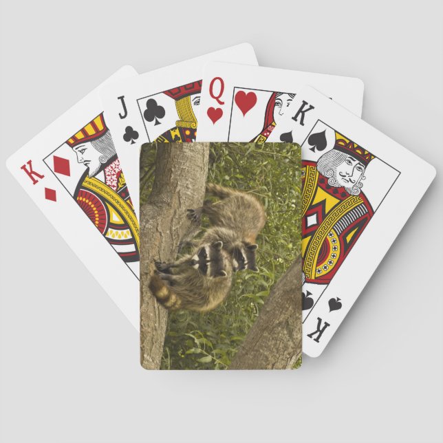 Racoon Family Playing Cards (Back)