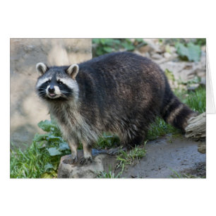 Racoon Greeting Card