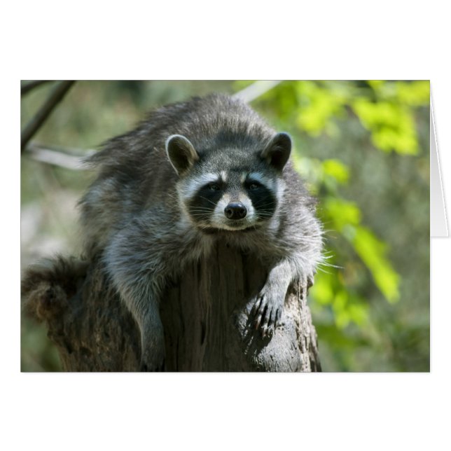 Racoon Greeting Card (Front Horizontal)