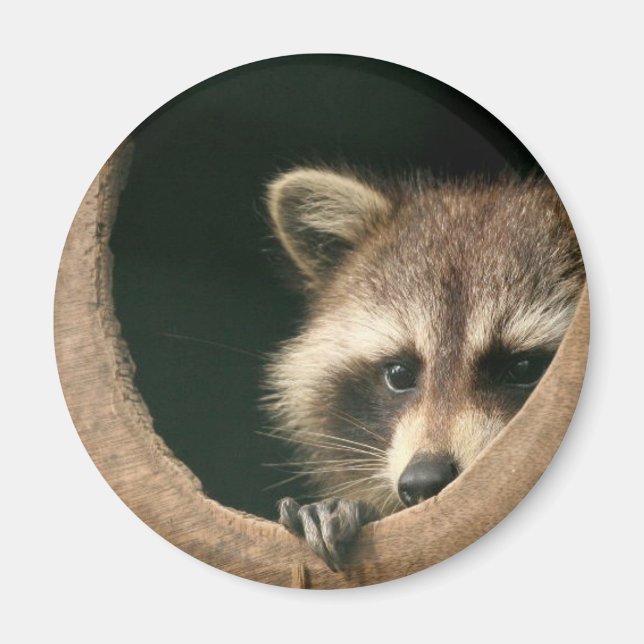 Racoon hide-and-seek magnet (Front)