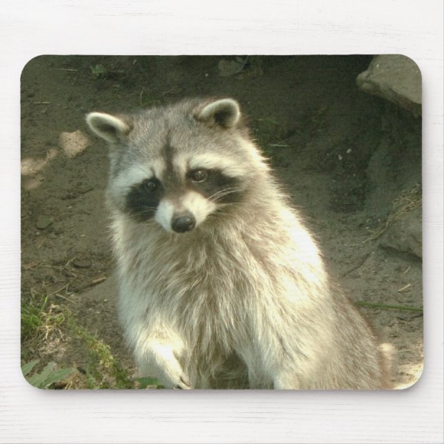 Racoon I Mouse Mat (Front)