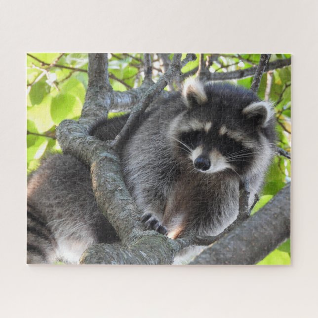 Racoon in a Tree Jigsaw Puzzle (Horizontal)