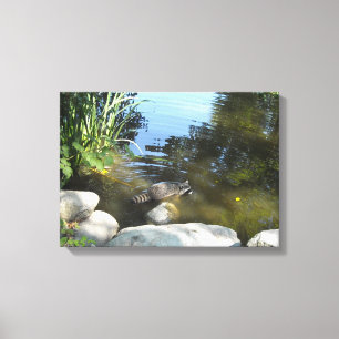 Racoon in the Stream Canvas Print