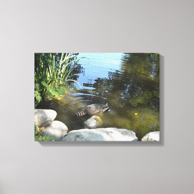 Racoon in the Stream Canvas Print (Front)