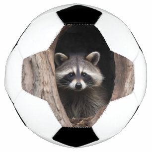 Racoon in Tree Cave  Football