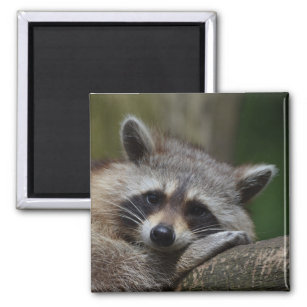 Racoon Magnet