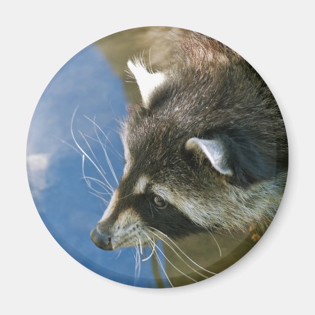Racoon Magnet (Front)