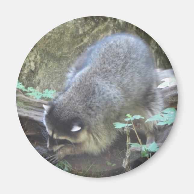 Racoon Magnet (Front)