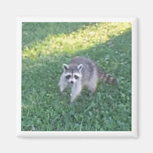 Racoon Magnet (Front)