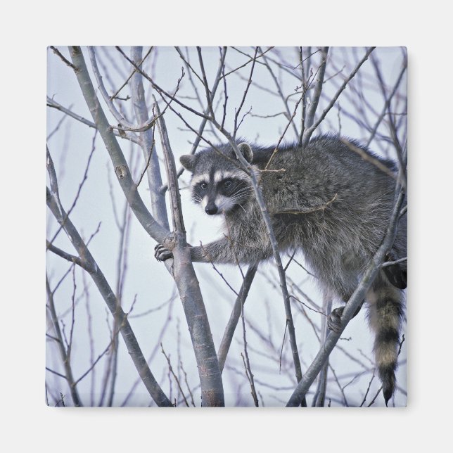 Racoon Magnet (Front)