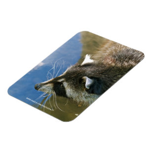 Racoon Magnet