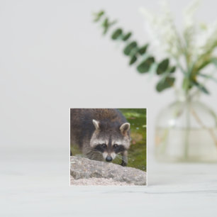 Racoon Makes Direct Eye Contact Enclosure Card