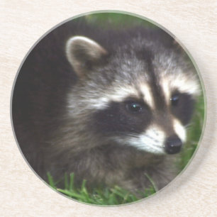 Racoon Mask Coaster