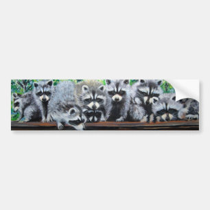Racoon Meeting Bumper Sticker