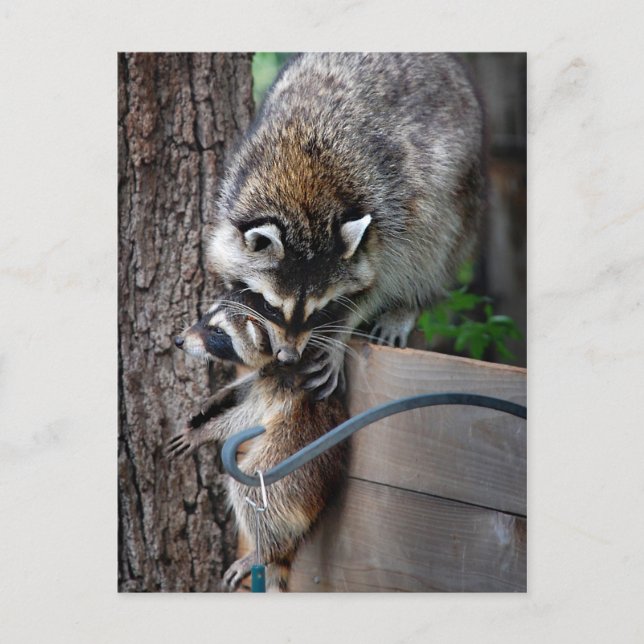 Racoon Mother and Kit 3 Postcard (Front)