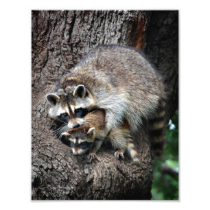 Racoon Mother and Kit Photo Print