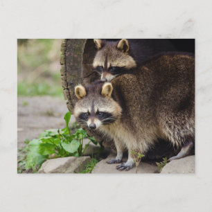 Racoon Mother Protect Baby Postcard