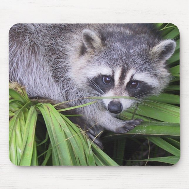 Racoon Mouse Mat (Front)