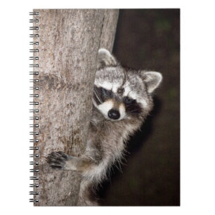 racoon notebook