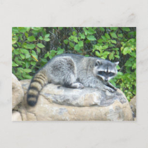 Racoon on rock Postcard