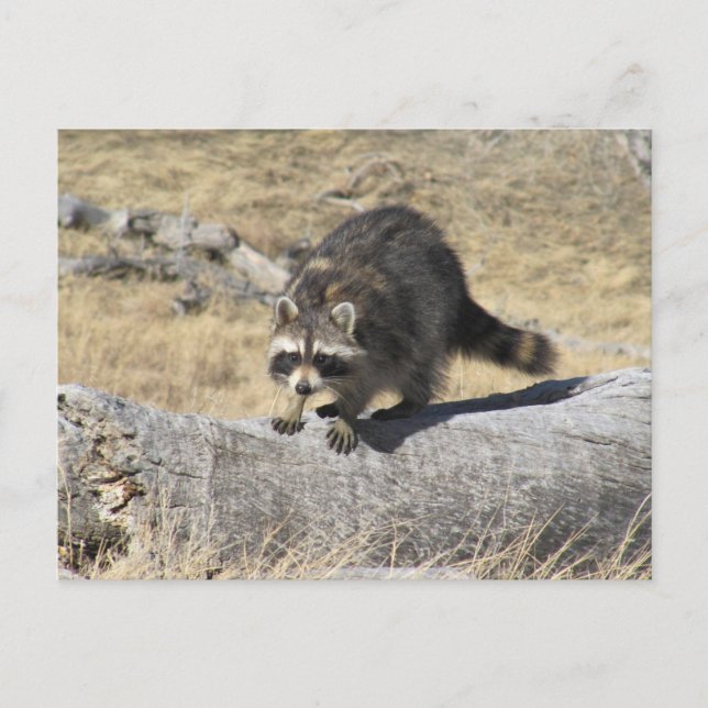 Racoon On The Tree Log Postcard (Front)