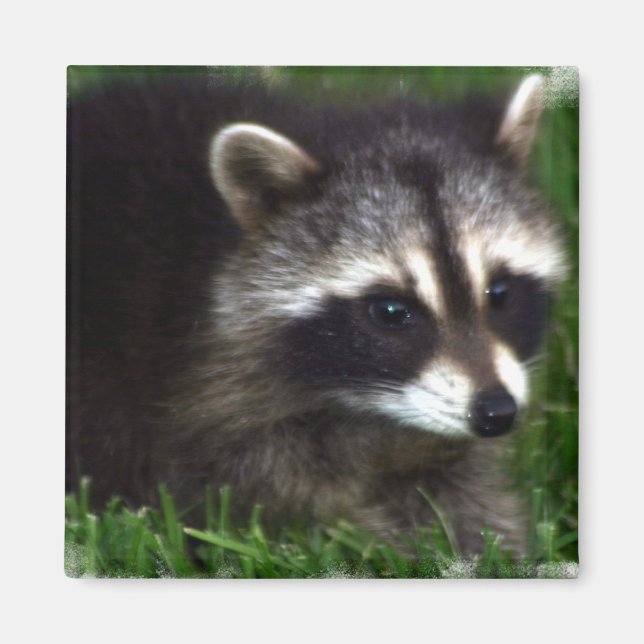Racoon Photo Magnet (Front)