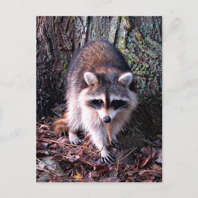 Racoon Photo Postcard (Front)