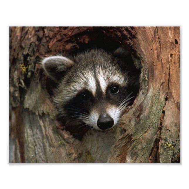 Racoon Photo Print (Front)