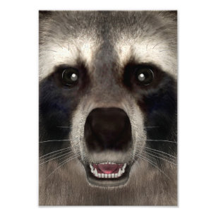 Racoon Photo Print