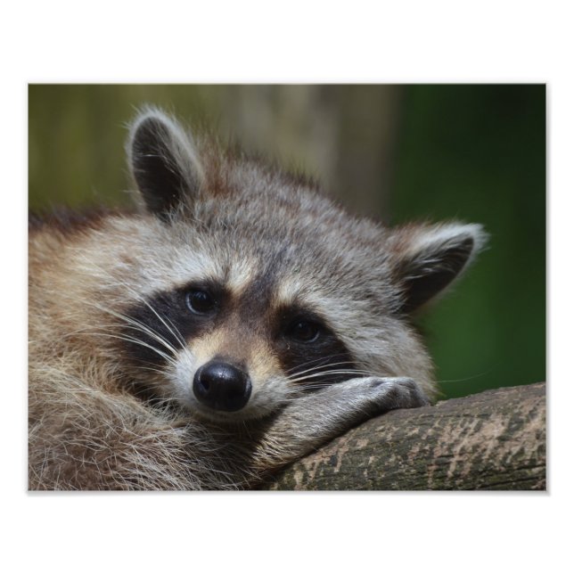 Racoon Photo Print (Front)