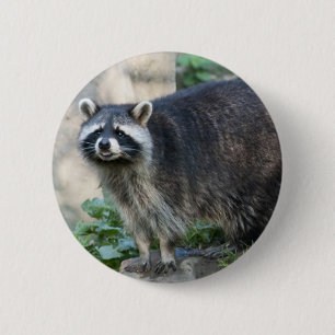 Racoon Pin