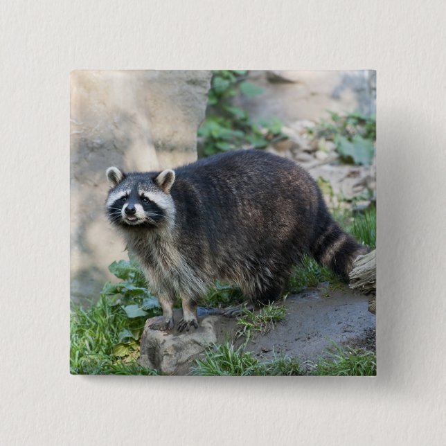 Racoon Pins (Front)