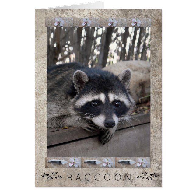 Racoon Portrait (Front)