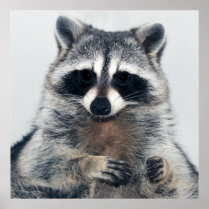 Racoon Portrait Poster