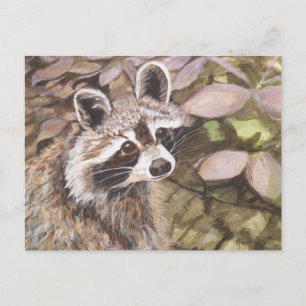 Racoon Post Card