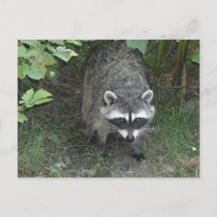 Racoon Postcard