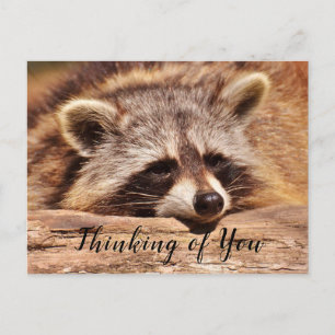 Racoon Postcard