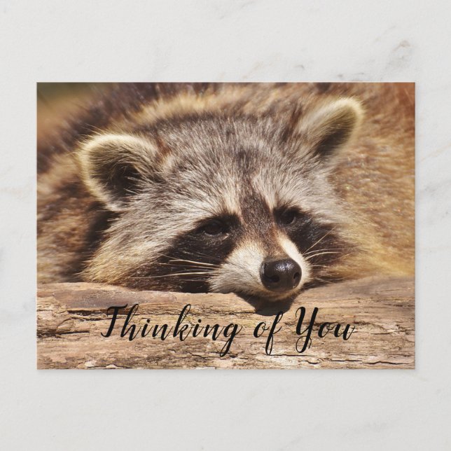 Racoon Postcard (Front)