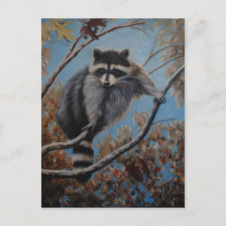 Racoon Postcard