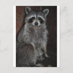 Racoon Postcard