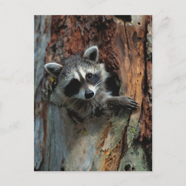 Racoon Postcard (Front)