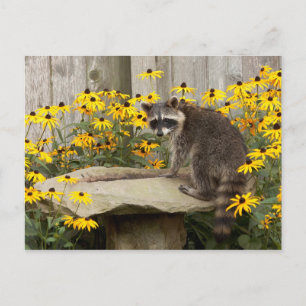 Racoon Postcard
