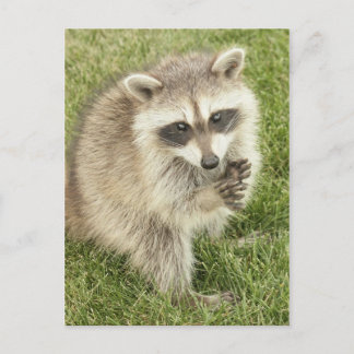 Racoon Postcard