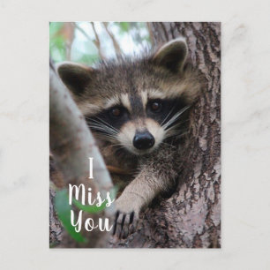 Racoon Postcard