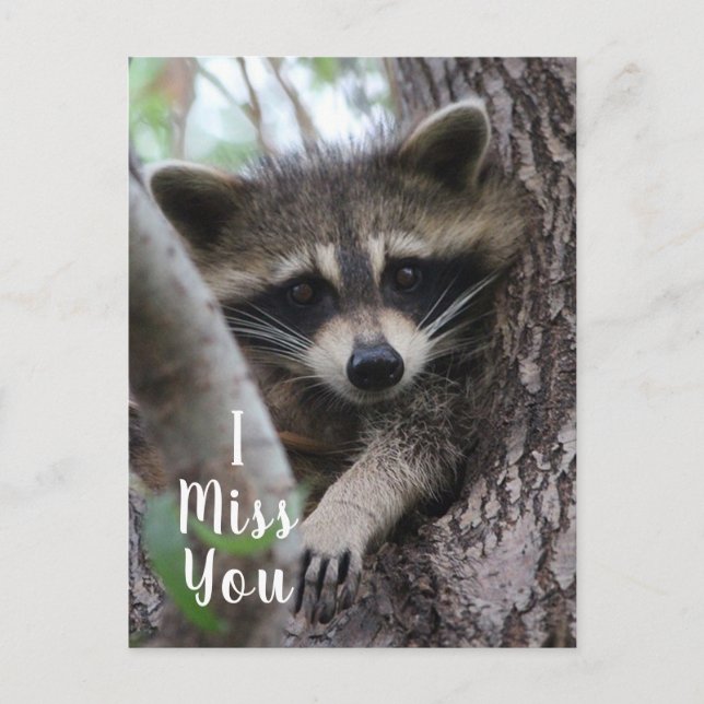 Racoon Postcard (Front)